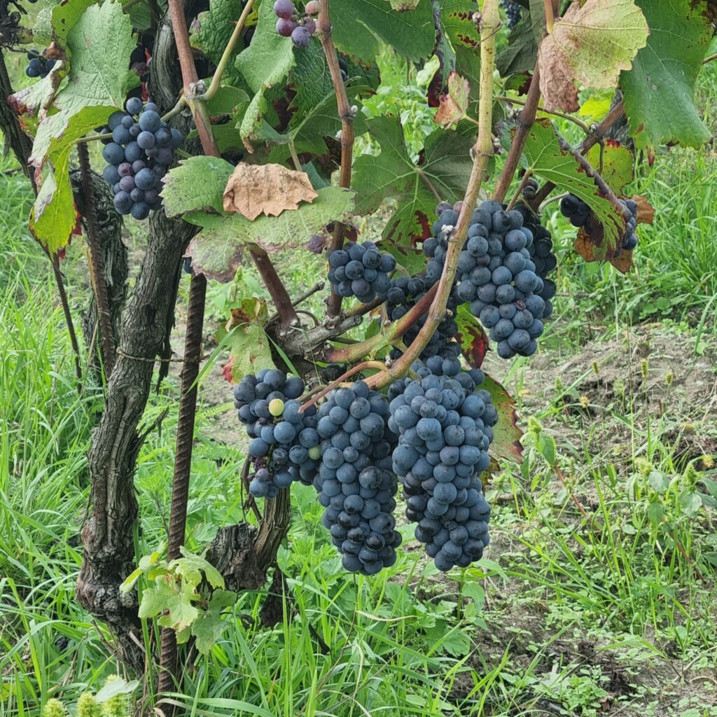 dobre owoce Boża winnica Słowo Boże